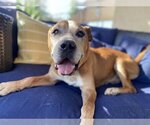 Small #2 American Pit Bull Terrier Mix