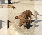 Small Photo #54 Rhodesian Ridgeback Puppy For Sale in MORONGO VALLEY, CA, USA