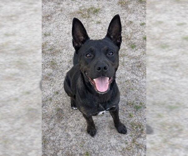 Medium Photo #2 Mutt Puppy For Sale in Riverside, CA, USA