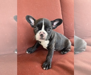 French Bulldog Puppy for sale in PHOENIX, AZ, USA