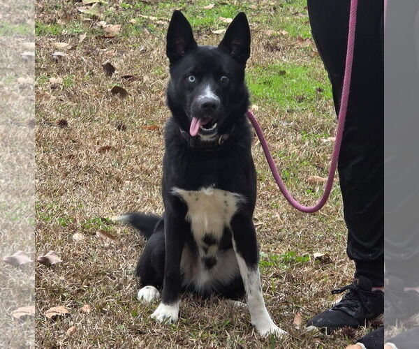 Medium Photo #1 Siberian Husky-Unknown Mix Puppy For Sale in Yardley, PA, USA