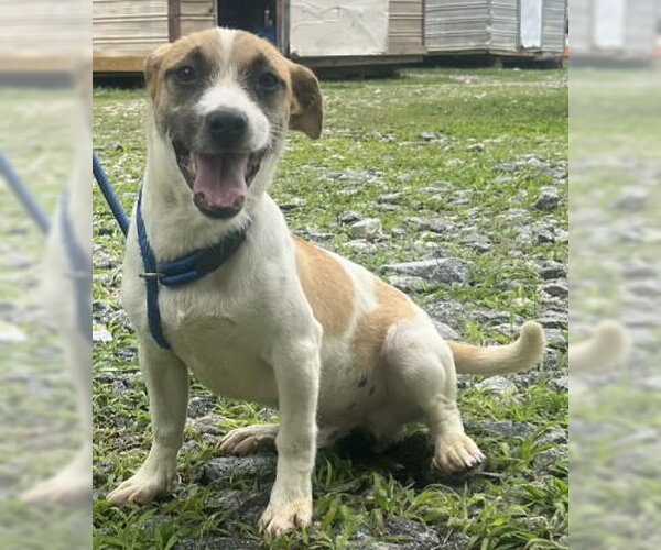 Medium Photo #2 Mutt Puppy For Sale in Wetumpka, AL, USA