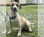 Small #1 Mutt