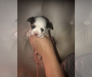 Maltese-YorkiePoo Mix Puppy for sale in CHARLESTON, SC, USA