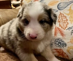 Australian Shepherd Puppy for sale in HENDERSON, NC, USA