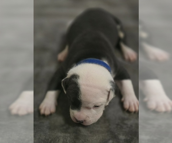 Medium Photo #10 American Bully Puppy For Sale in KISSIMMEE, FL, USA