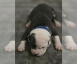 Small Photo #10 American Bully Puppy For Sale in KISSIMMEE, FL, USA