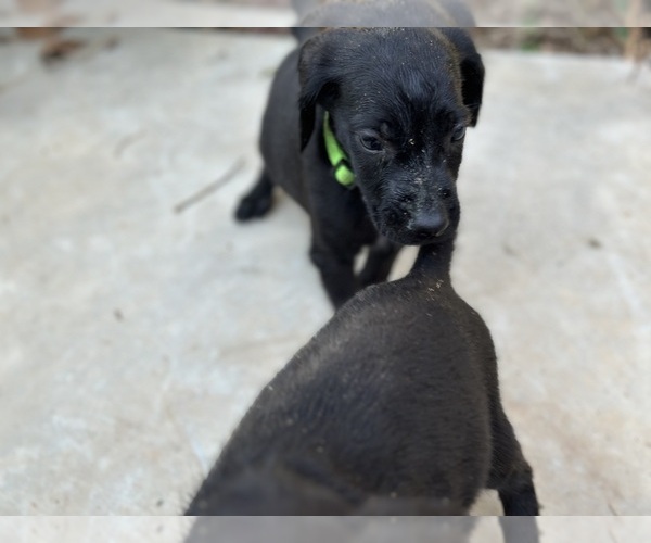 Medium Photo #9 German Shorthaired Pointer Puppy For Sale in GREENVILLE, SC, USA