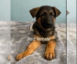 Small Photo #5 German Shepherd Dog Puppy For Sale in RIO LINDA, CA, USA