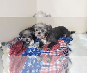Shih Tzu-Unknown Mix Dogs for adoption in Lexington Park, MD, USA