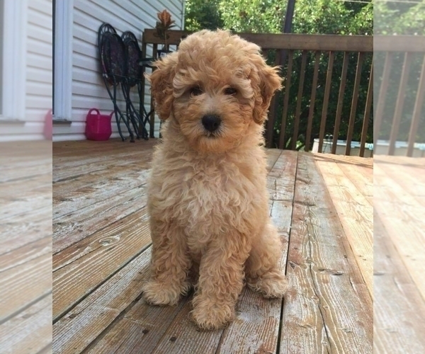 Medium Photo #1 Goldendoodle Puppy For Sale in FREMONT, CA, USA