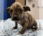 Small #2 American Pit Bull Terrier Mix