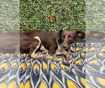Small Photo #3 Mutt Puppy For Sale in Corpus Christi, TX, USA