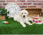 Small #1 Labrador Retriever