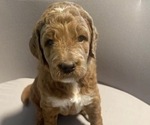 Puppy Rusty Blue Goldendoodle
