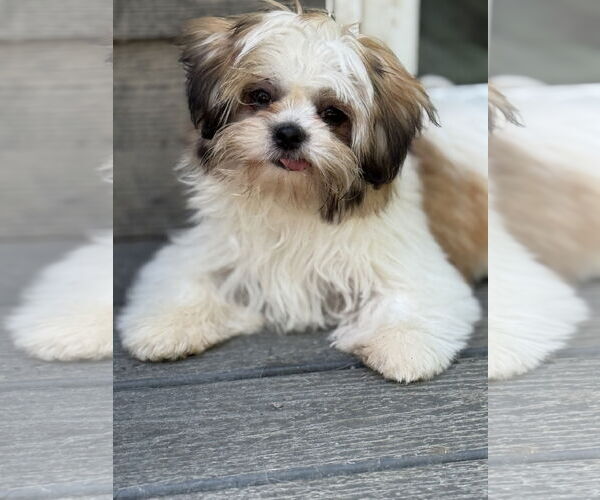 Medium Photo #2 Havashu Puppy For Sale in Bellevue, WA, USA