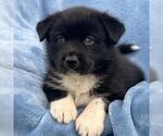 Small #1 Labrador Retriever Mix