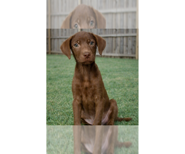 Medium Photo #1 Labrador Retriever-Unknown Mix Puppy For Sale in Grovertown, IN, USA