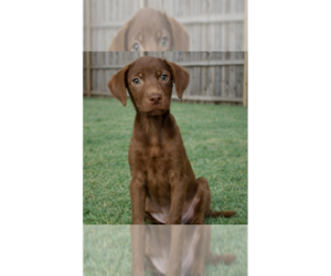 Labrador Retriever-Unknown Mix Dogs for adoption in Grovertown, IN, USA