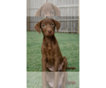 Small Labrador Retriever Mix