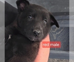 Small #2 Belgian Malinois