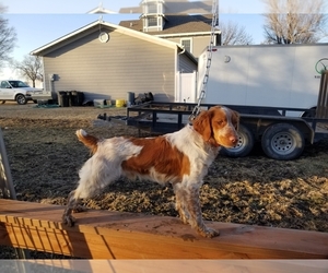Father of the Brittany puppies born on 11/23/2022