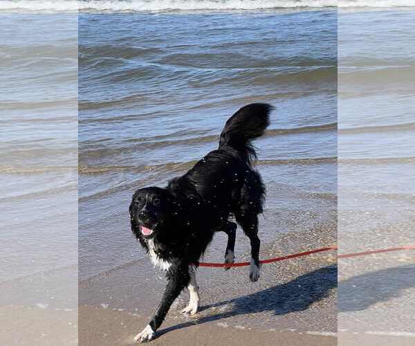 Medium Photo #27 Carolina Dog Puppy For Sale in Highland, IL, USA