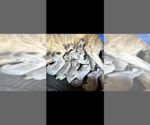 Great Dane Puppy for sale in GRANITE FALLS, NC, USA