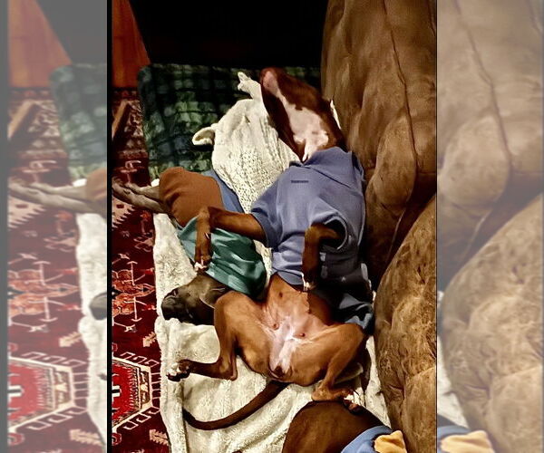 Medium Photo #6 Staffordshire Bull Terrier-Unknown Mix Puppy For Sale in Dana Point, CA, USA