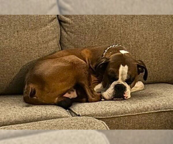 Medium Photo #3 Boxer Puppy For Sale in Austin, TX, USA