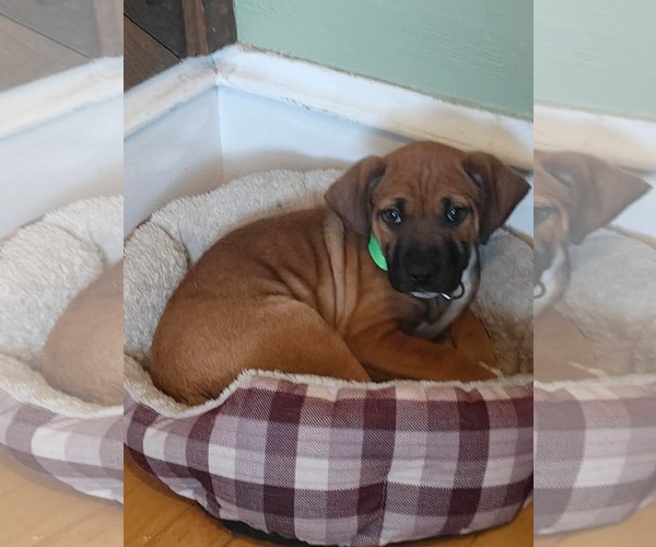 Medium Photo #2 Mastiff-Unknown Mix Puppy For Sale in Duluth, MN, USA