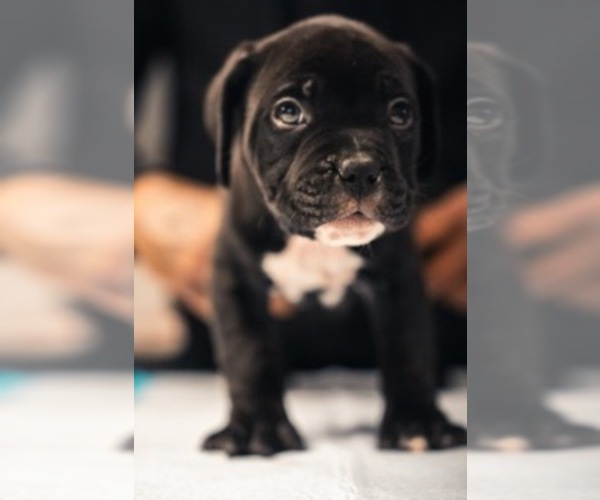 Medium Photo #11 American Bully Puppy For Sale in SMYRNA, GA, USA
