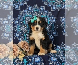 Bernese Mountain Dog Puppy for sale in NEW HOLLAND, PA, USA