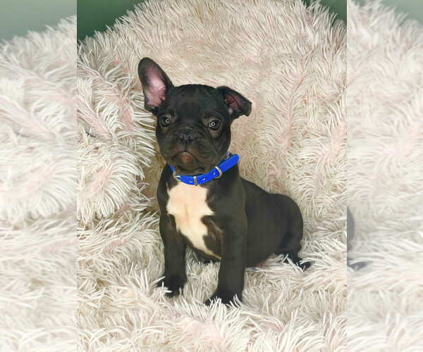 Medium Photo #3 French Bulldog Puppy For Sale in COVINGTON, GA, USA