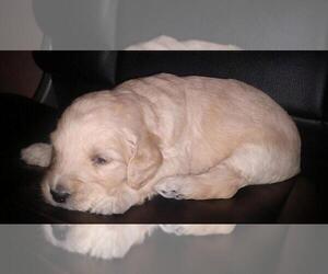 Goldendoodle Puppy for sale in DELAND, FL, USA