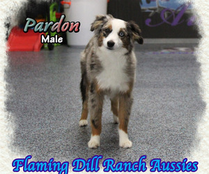 Miniature Australian Shepherd Puppy for sale in FORESTBURG, TX, USA