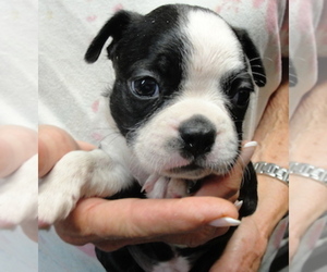 Boston Terrier Puppy for sale in CRKD RVR RNCH, OR, USA