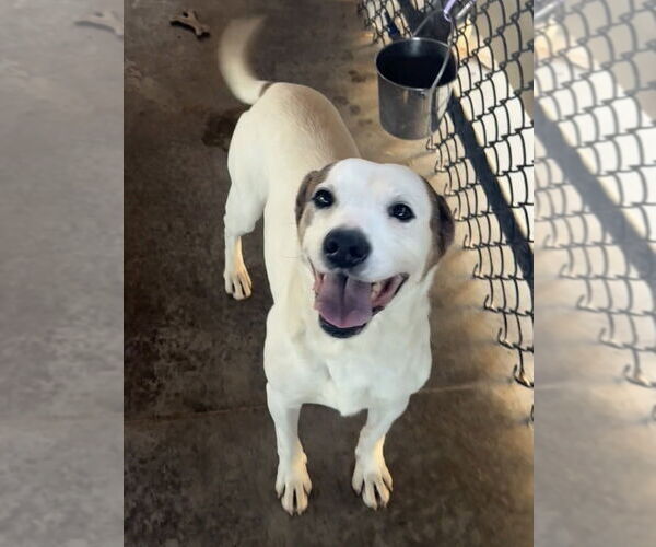 Medium Photo #5 Mutt Puppy For Sale in Bolivar, MO, USA