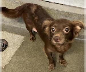 Chihuahua-Unknown Mix Dogs for adoption in San Antonio, TX, USA