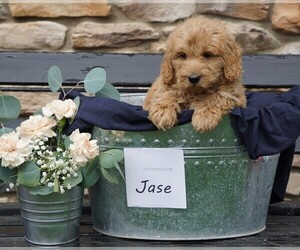Goldendoodle-Poodle (Miniature) Mix Puppy for sale in FREDERICKSBG, OH, USA