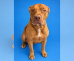 RED - Male Mutt Dog for Adoption - Small photo
