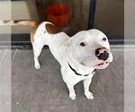 Small American Pit Bull Terrier
