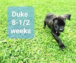 Small Photo #2 Cane Corso Puppy For Sale in MONTPELIER, VA, USA
