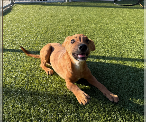 Medium Photo #7 Mutt Puppy For Sale in Woodbury, NY, USA