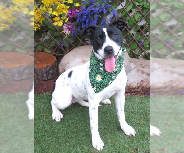 Medium Photo #1 Mutt Puppy For Sale in Oklahoma City, OK, USA