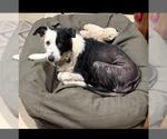 RACHEL - Female Border-Aussie Dog for Adoption - Small photo