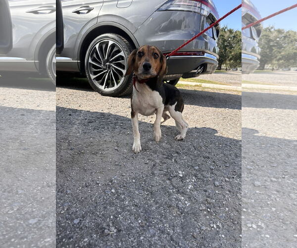 Medium Photo #5 Beagle Puppy For Sale in Tampa, FL, USA
