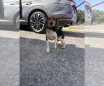 Small #4 Beagle