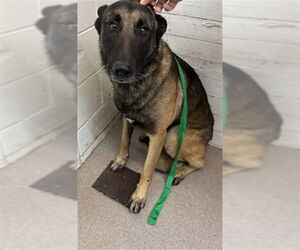 Mutt Dogs for adoption in San Bernardino, CA, USA