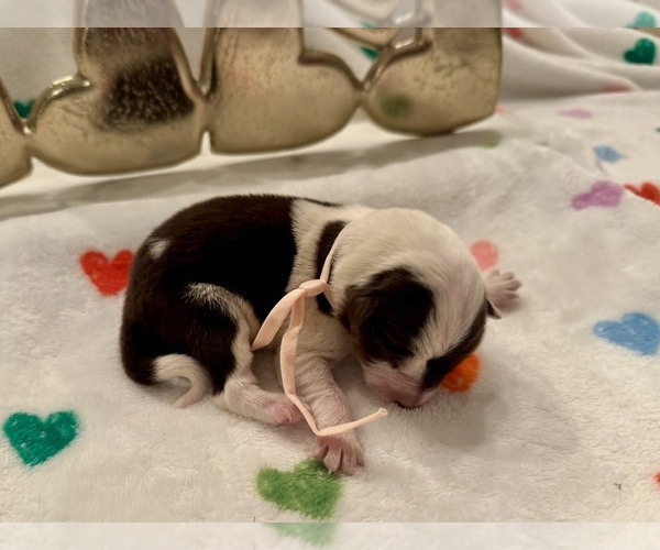 Medium Photo #13 Border Collie Puppy For Sale in MARYVILLE, TN, USA